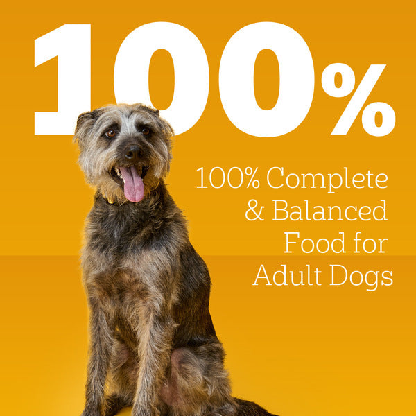 Pedigree Chopped Ground Dinner Adult Soft Wet Dog Food Turkey & Bacon Flavor, (12) 13.2 oz. Cans